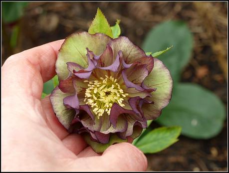 More on Hellebores