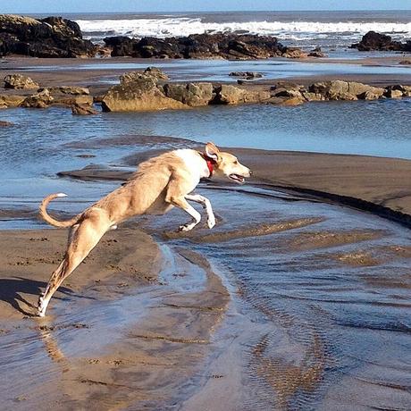 Lurcher