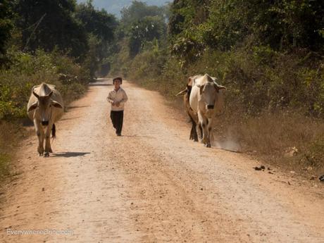A boy with cattle in Battambang Cambodia