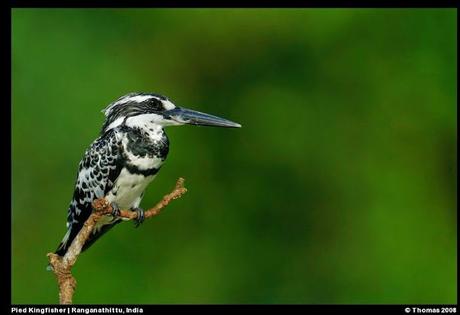 Thattekkad Wildlife Sanctuary