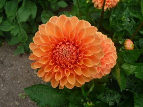 Delicious Dahlias