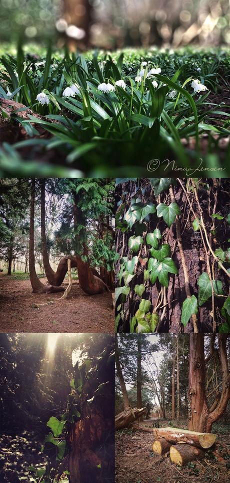 Forestry Botanical Garden, Charlottenlund