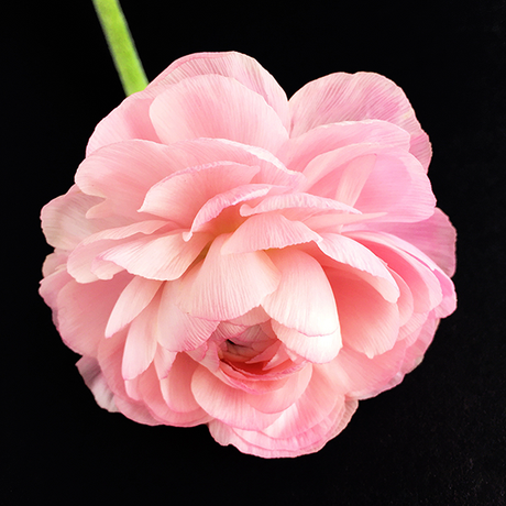 Through My Lens : Ranunculus