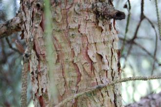 Picea purpurea Bark (01/03/2015, Kew Gardens, London)