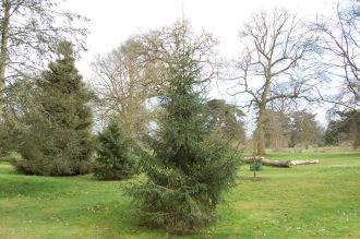 Picea purpurea (01/03/2015, Kew Gardens, London)