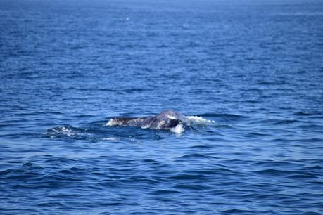 Whale Watching in Long Beach with Harbor Cruises