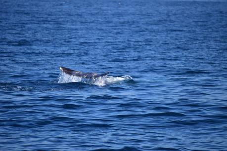 Whale Watching in Long Beach with Harbor Cruises