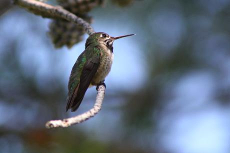 Annual Changes in Hummingbird Migration Revealed by Citizen Naturalists