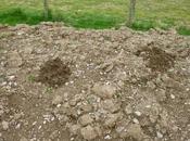 Hills, Holes Buried Daffs