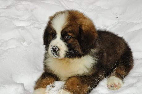 Paws For Reaction launches Puppy section: Meet Hazel the Saint Bernese