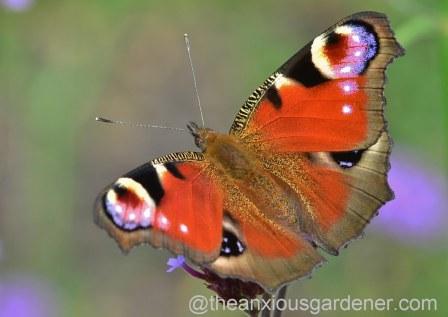 Butterfly Conservation Half Price Membership Offer