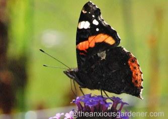 Butterfly Conservation Half Price Membership Offer