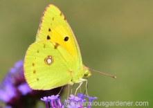 Butterfly Conservation Half Price Membership Offer