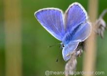 Butterfly Conservation Half Price Membership Offer