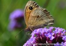 Butterfly Conservation Half Price Membership Offer