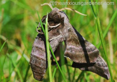 Eyed Hawk-moth