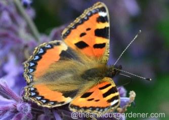 Butterfly Conservation Half Price Membership Offer