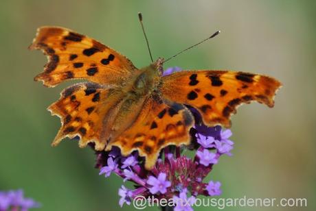 Butterfly Conservation Half Price Membership Offer