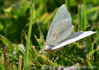 Butterfly Conservation Half Price Membership Offer