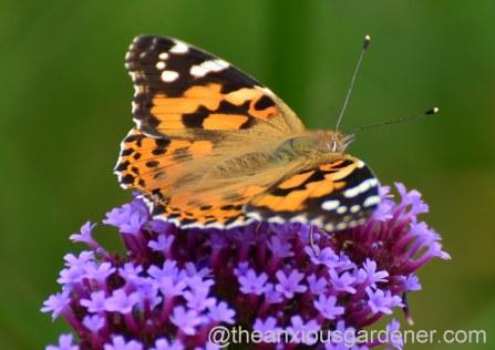 Butterfly Conservation Half Price Membership Offer