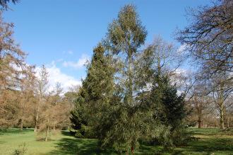 Picea brachytyla (01/03/2015, Kew Gardens, London)