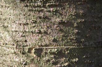Picea brachytyla Bark (01/03/2015, Kew Gardens, London)