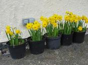 Taller Daffs, Mole Noisy Traffic