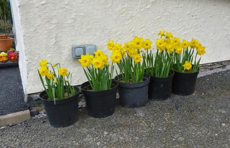 Taller Daffs, Mr Mole and Noisy Traffic