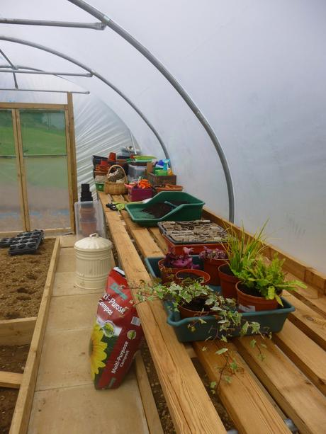 Taller Daffs, Mr Mole and Noisy Traffic