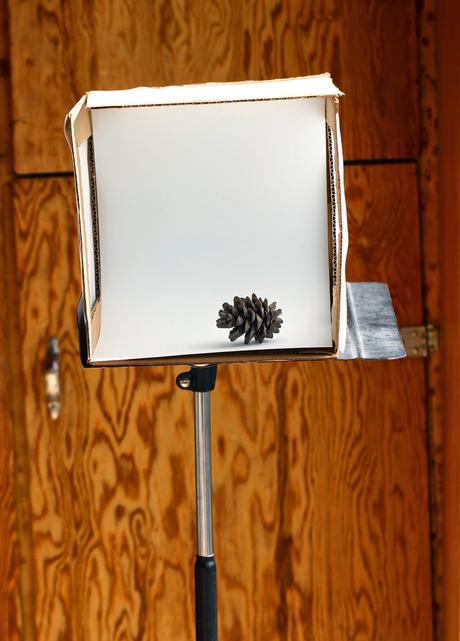 Portraits of Plants and Rocks