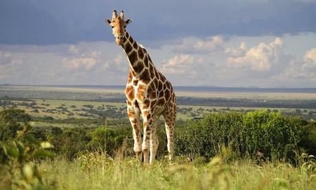 Why wild giraffes are suffering a ‘silent extinction’