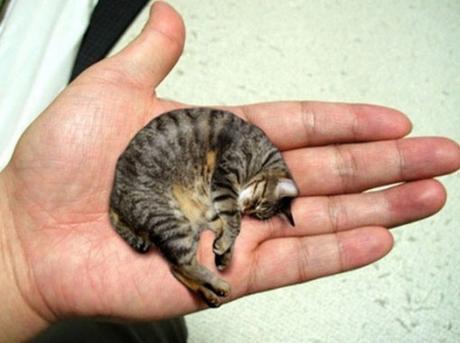 Top 10 Smallest Cats in The World