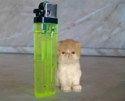Top 10 Smallest Cats in The World