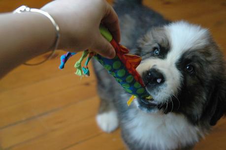 Puppy play biting: How to teach a teething puppy not to bite