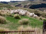 Vanishing Nature: Facing NZ’s Biodiversity Crisis