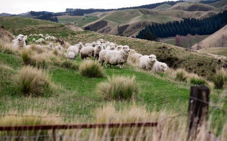 Vanishing Nature: Facing NZ’s biodiversity crisis