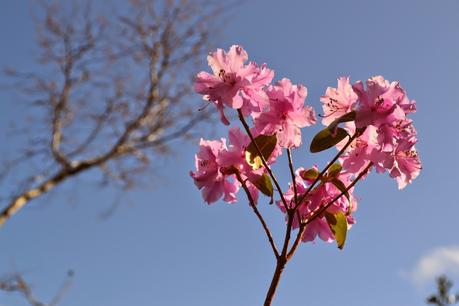 Rhododendron praecox - Abriachan Nurseries