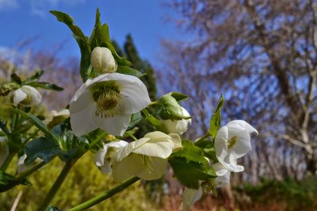 Hellebore - Abriachan Nurseries