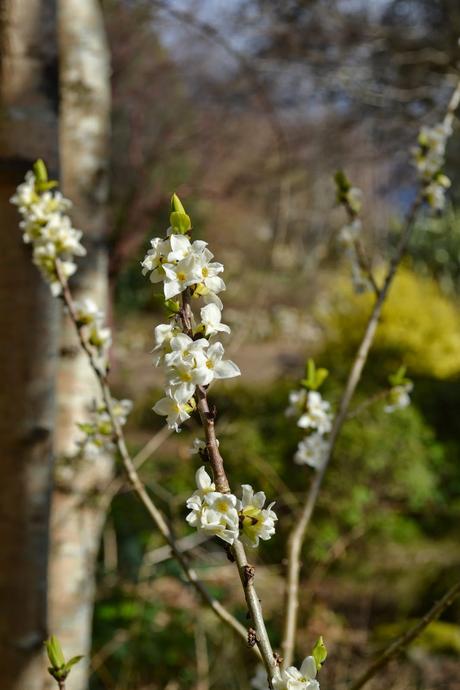 White Daphne mezeron - Abriachan Nurseries