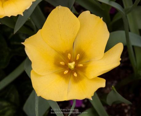 Bright Gem Batalin Tulip © 2013 Patty Hankins