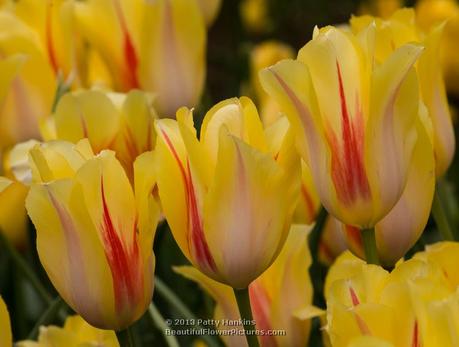 Yellow Wave Tulips ©2013 Patty Hankins