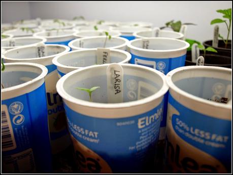 Harvest Monday - 30 March 2015