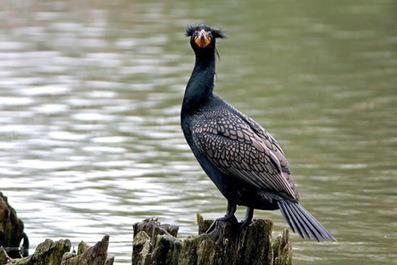 Thousands of Cormorants to be Killed: There Will be Blood
