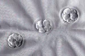 embryos