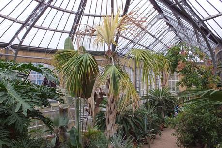 Palm Greenhouse at Hortus Botanicus
