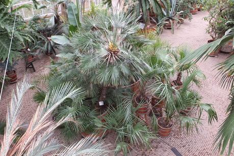 Palm Greenhouse at Hortus Botanicus