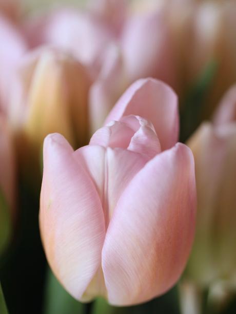 Pink-Tulips -and- Blossom.