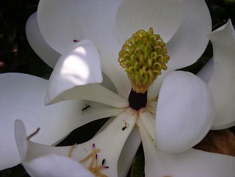 Under Magnolia
