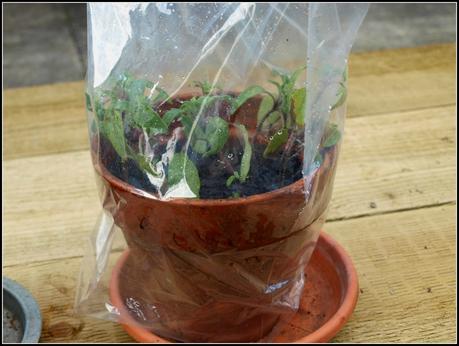 Herbs - sowing seeds and taking cuttings