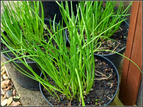 Herbs - sowing seeds and taking cuttings